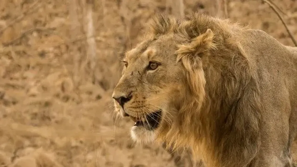 Read these Asiatic lion facts and know more about these majestic animals.