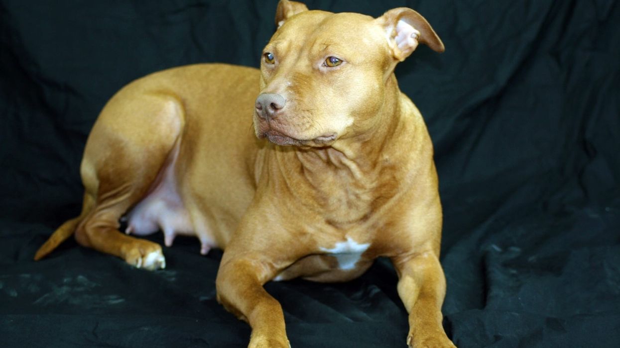 Read these astounding red nose pitbull facts to learn more about this breed, also known as the best fighting dog in the world.