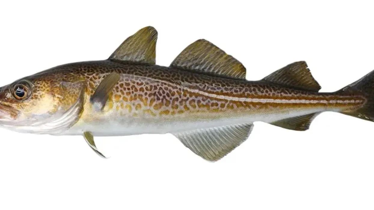 Read these Atlantic cod facts for more information.