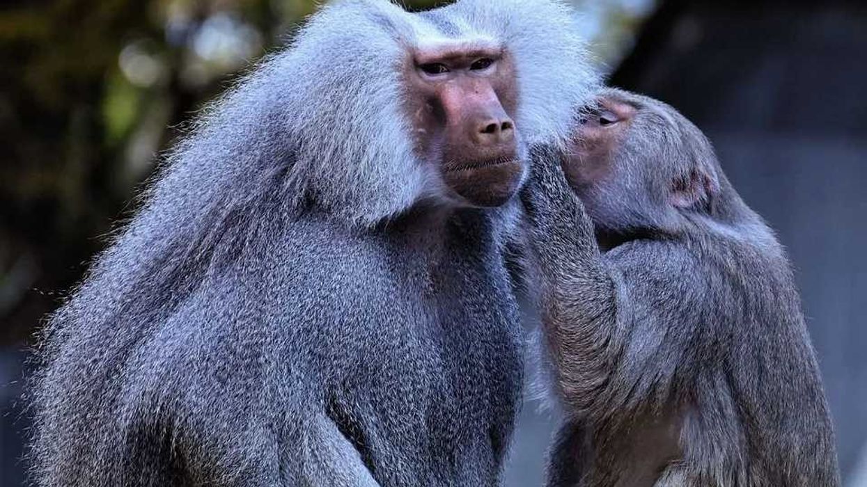 Read these baboon facts for kids about this old world animal.
