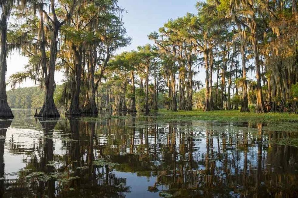 Read these bald cypress tree facts to know more about them