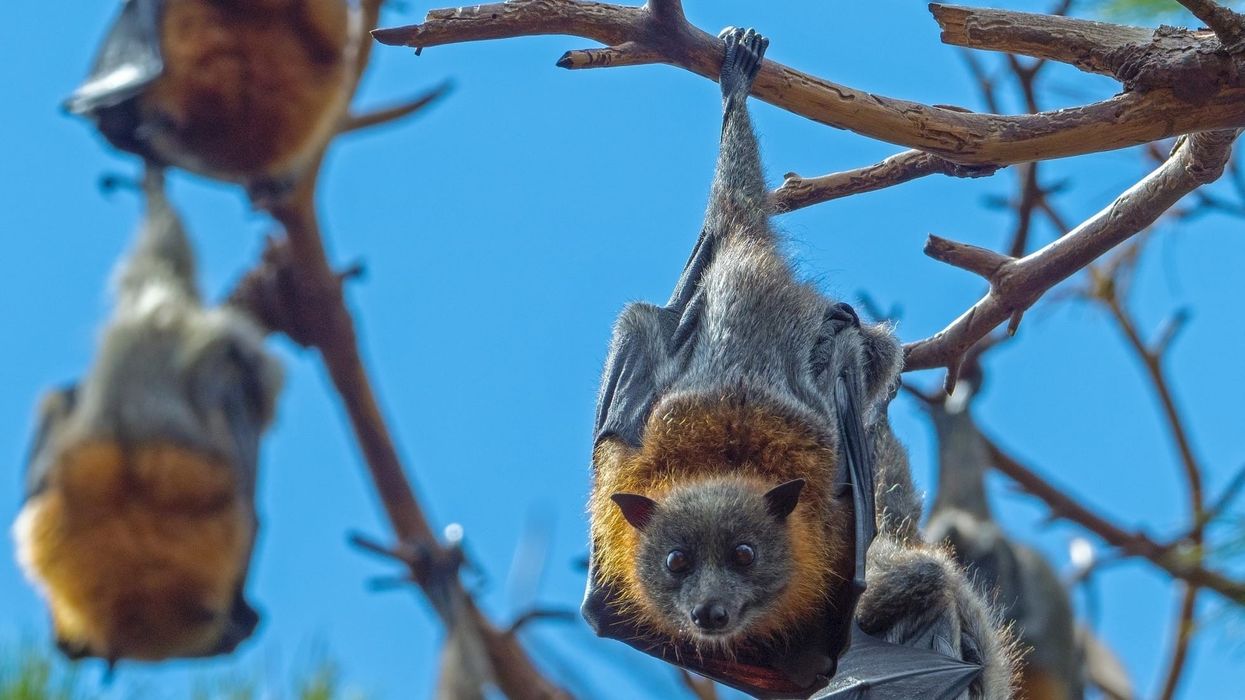 Read these bat facts to learn more about this mammal.