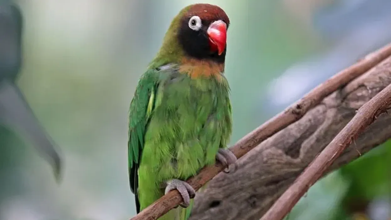 Read these black cheeked lovebird facts to know more about this bird.