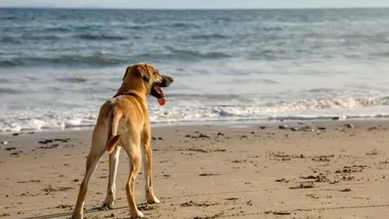 Read these Black Mouth Cur facts to learn more about these dogs.