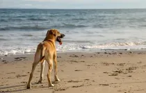 Read these Black Mouth Cur facts to learn more about these dogs.