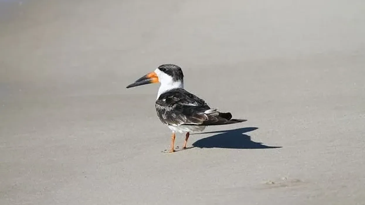 Read these black skimmer facts to learn more about the black skimmer bird.