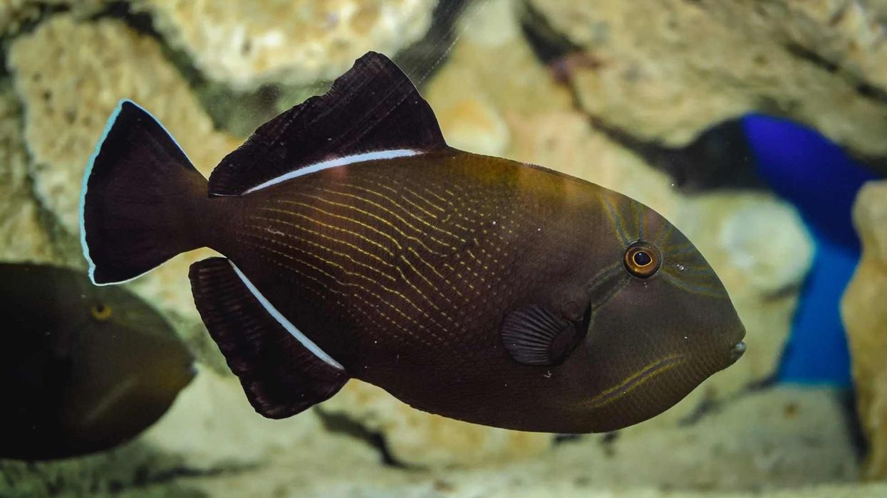 Read these black triggerfish facts to know more about this fish.