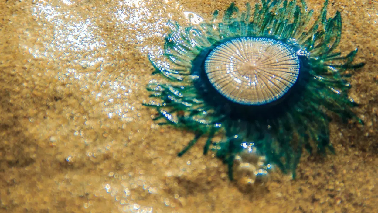 Read these blue button jellyfish facts about the cnidarian with a hydroid colony that looks like tentacles.