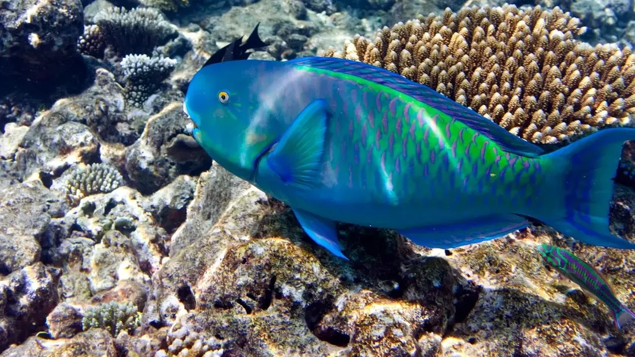 Read these blue parrotfish facts about this fish that usually prefers to sleep in a bag of mucus.