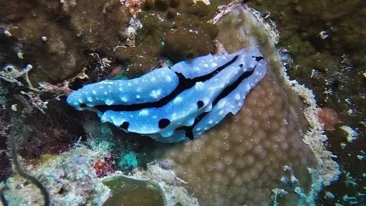Read these blue sea slug facts about this gastropod that saves the stinging nematocysts of the animals that it feeds on