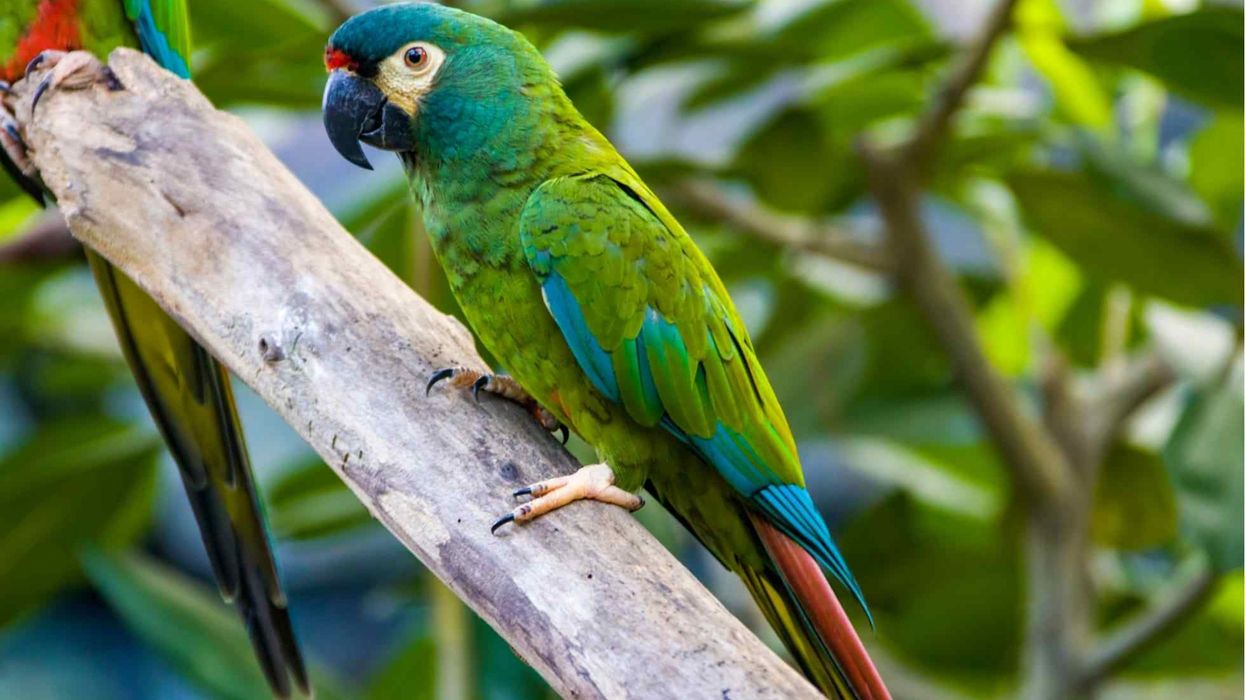 Read these blue-winged macaw facts about this bird, also known as Illiger's macaw.