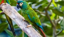 Read these blue-winged macaw facts about this bird, also known as Illiger's macaw.