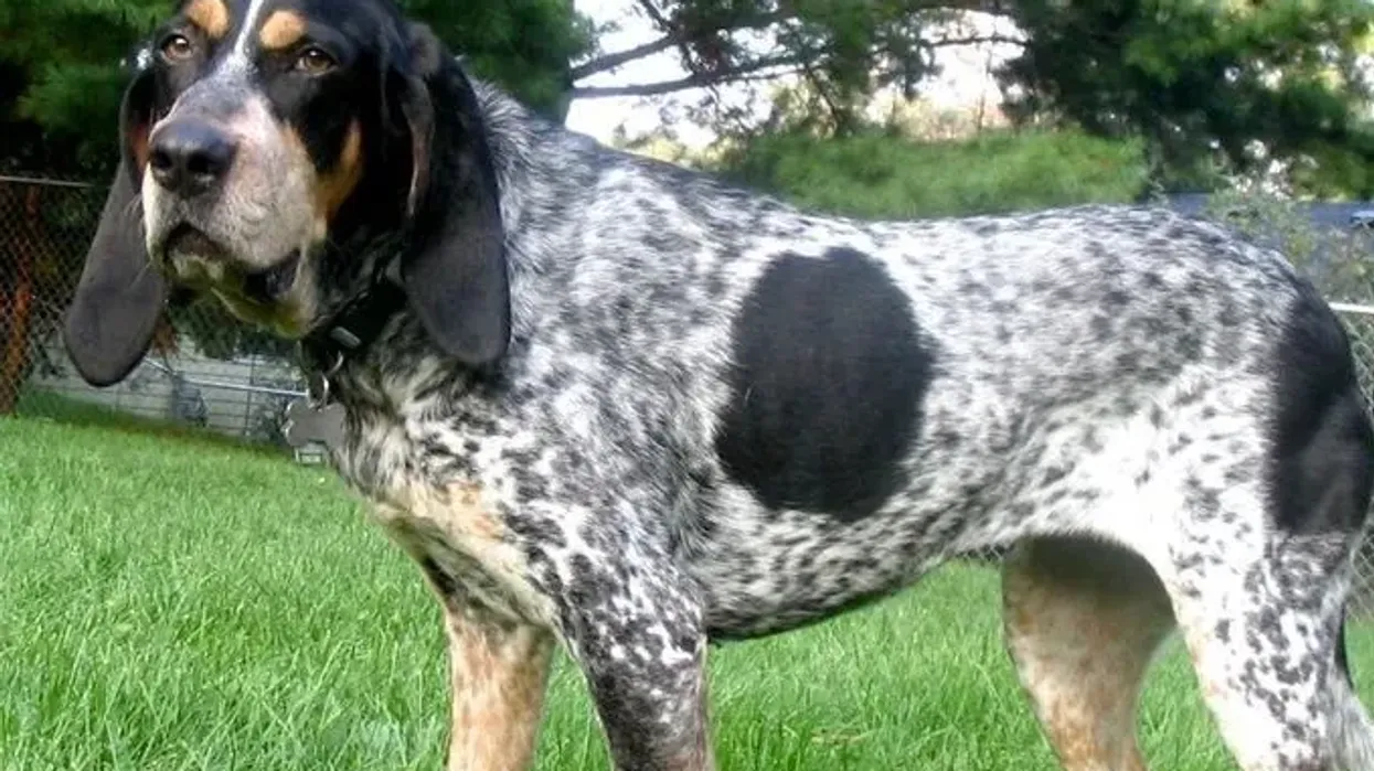 Read these Bluetick Coonhound facts to learn more about this dog breed.