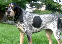 Read these Bluetick Coonhound facts to learn more about this dog breed.