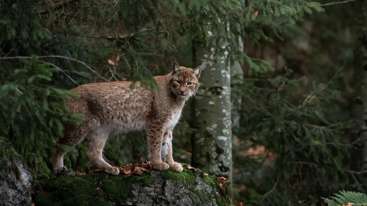 Read these bobcat facts about these mammals whose most notable feature is their bobbed tail.