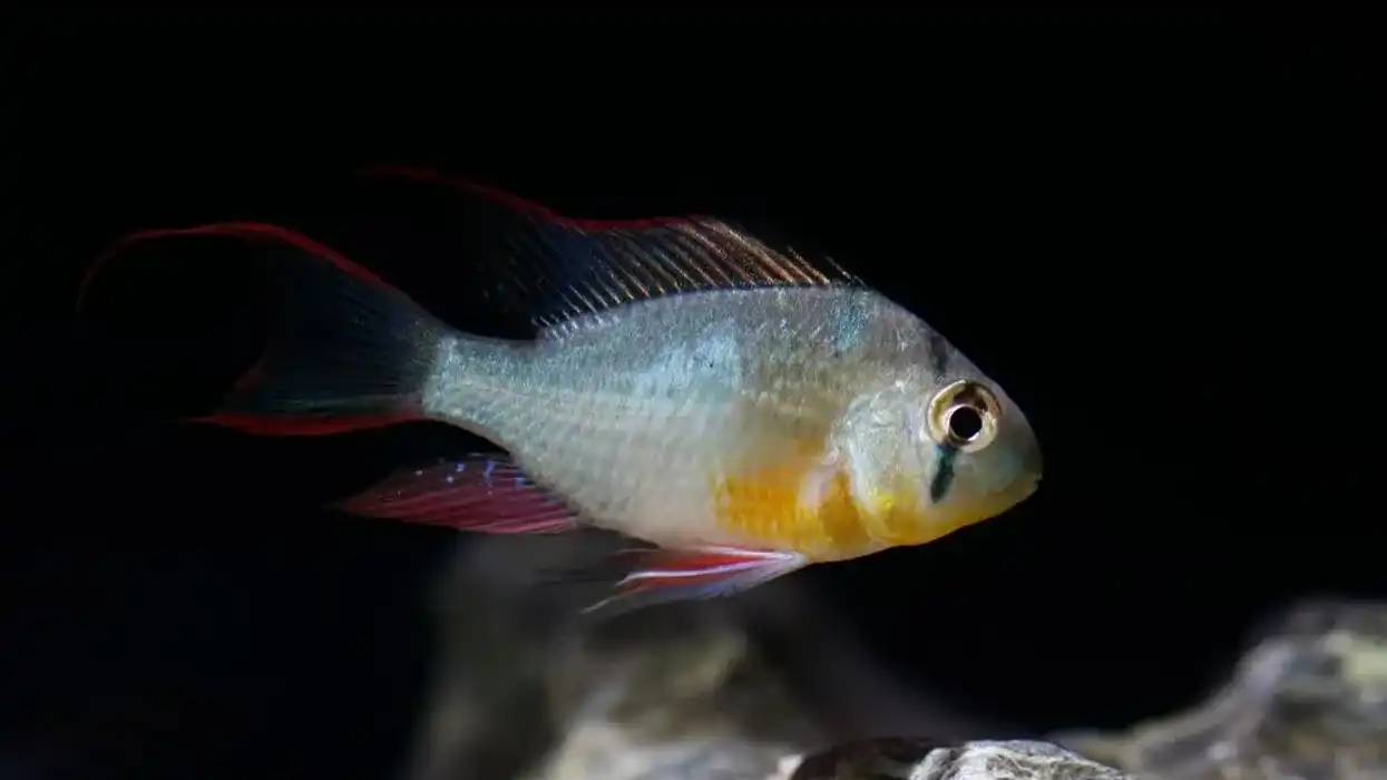 Read these Bolivian ram facts to learn more about this social fish.