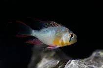 Read these Bolivian ram facts to learn more about this social fish.