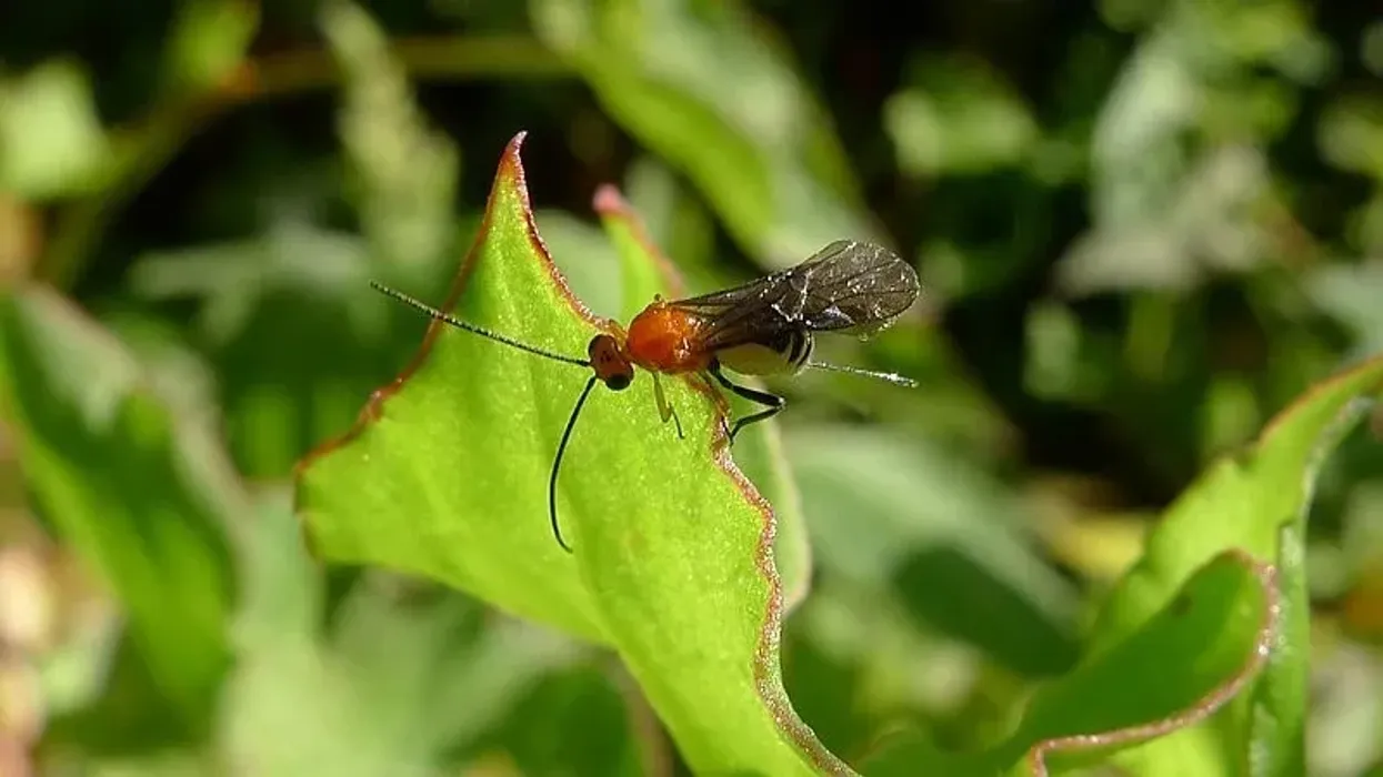Read these braconid wasp facts to learn more about the parasitoids.