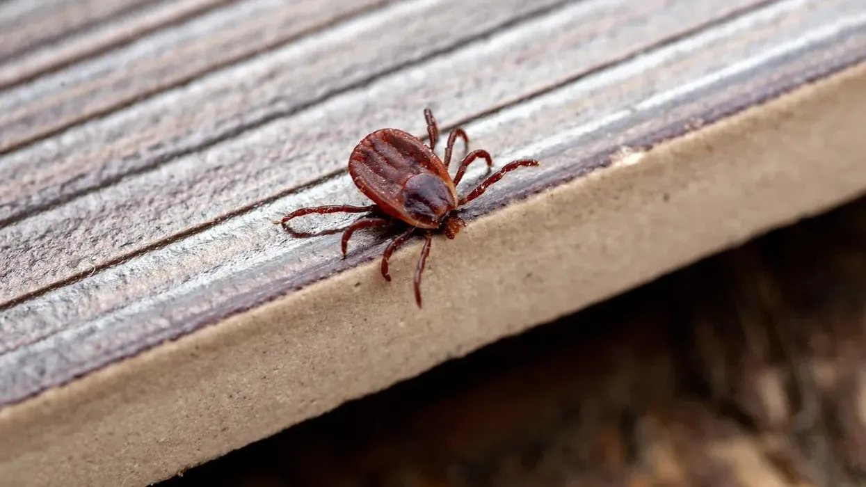 Read these brown dog tick facts about these ticks found worldwide but are native to Florida.