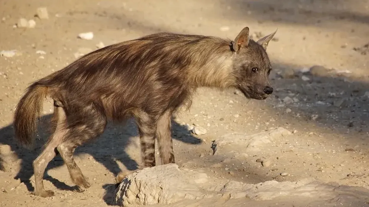 Read these brown hyena facts to learn more about this animal.
