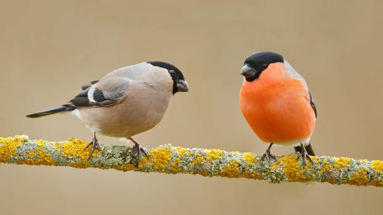 Read these bullfinch facts about these colorful and chirpy birds.