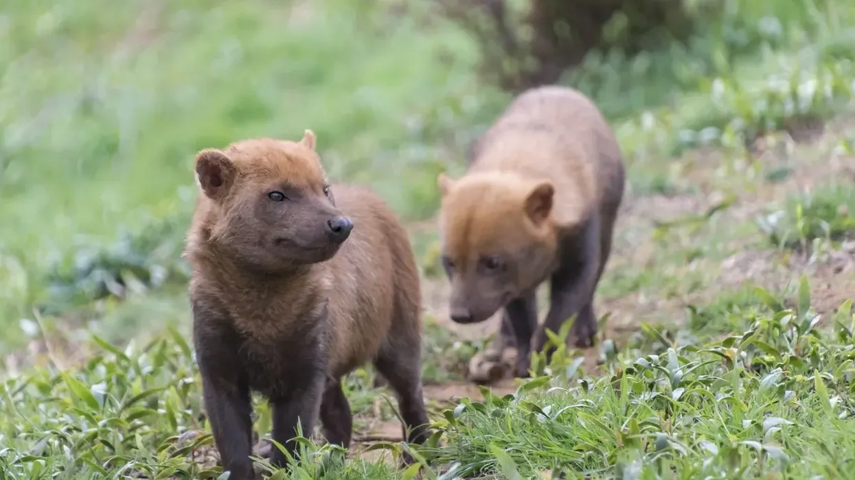Read these bush dog facts about the dogs that look like bears.