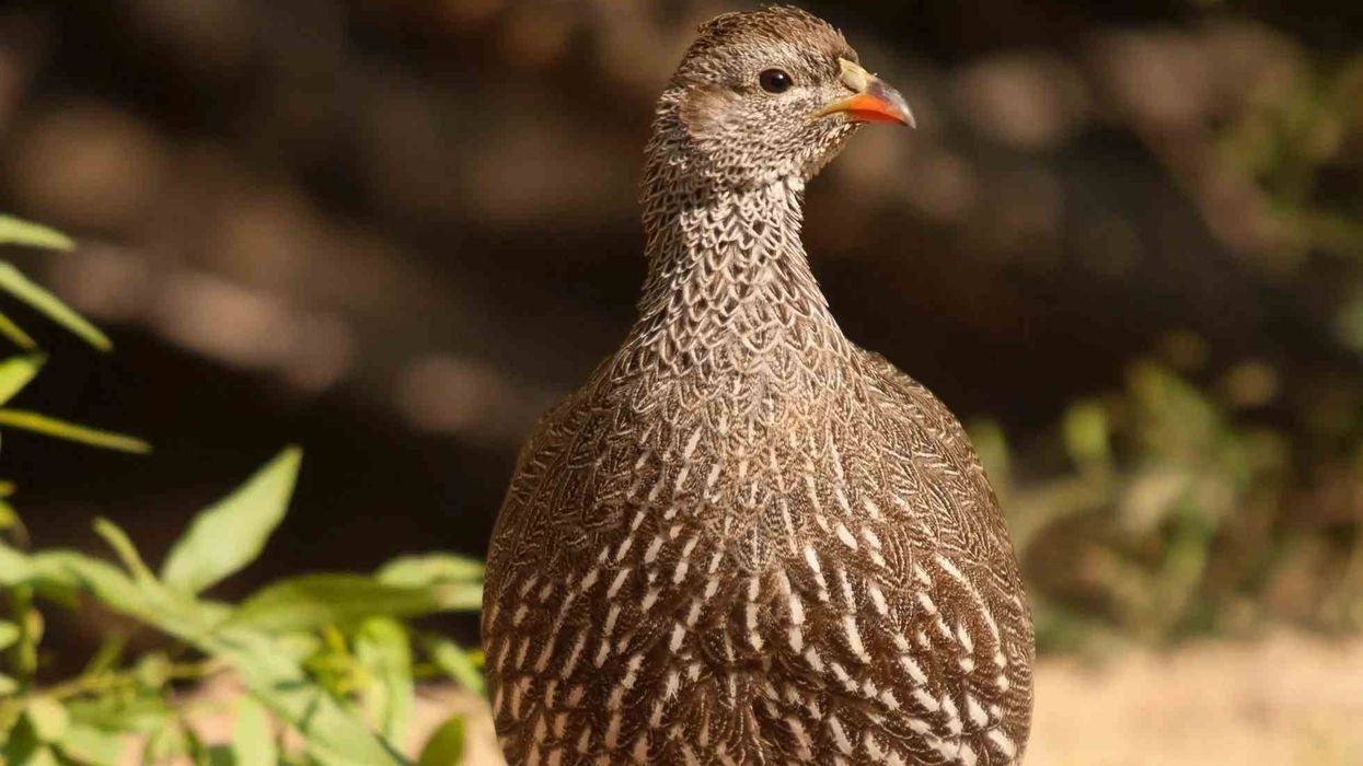 Read these Cape spurfowl facts to learn more about this bird.