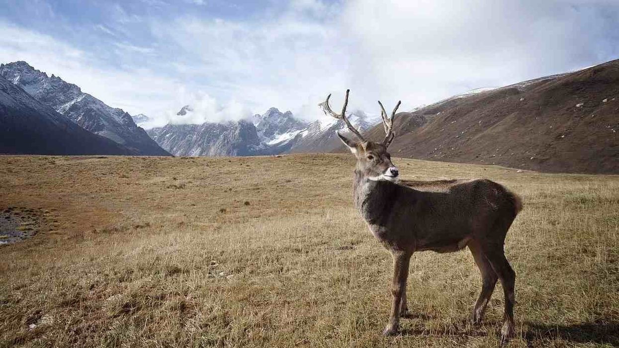 Read these Caribou facts and know more about this beautiful species.