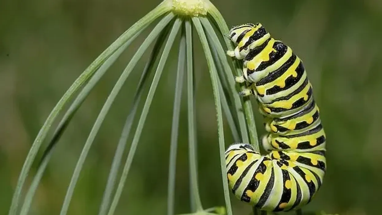 Read these caterpillar facts to learn more about this arthropod.