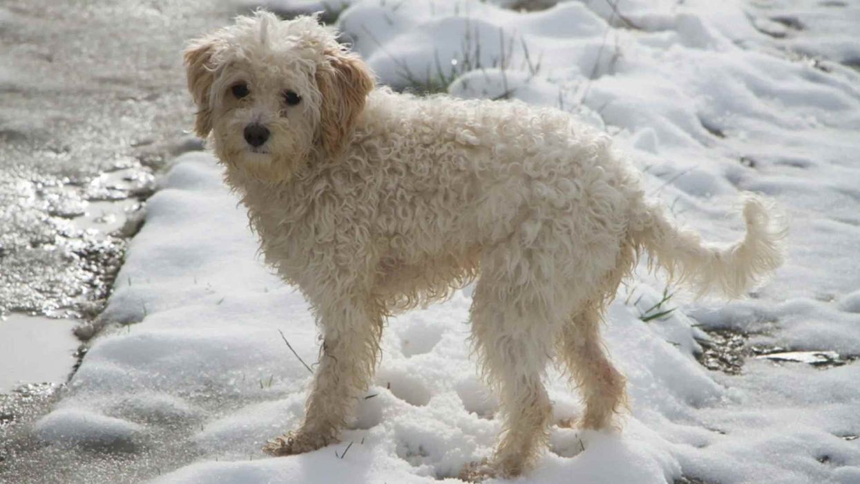 Read these cavachon facts to learn more about this mixed breed dog.