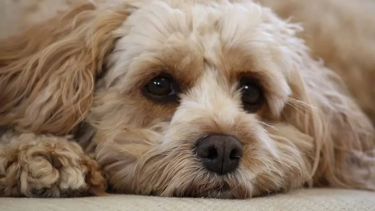 Read these Cavapoo facts to learn more about these dogs