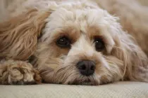 Read these Cavapoo facts to learn more about these dogs