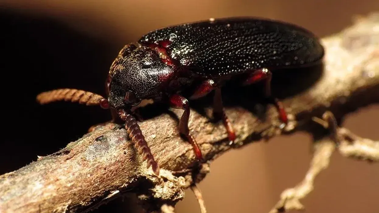 Read these cedar beetle facts to learn more about this beetle.