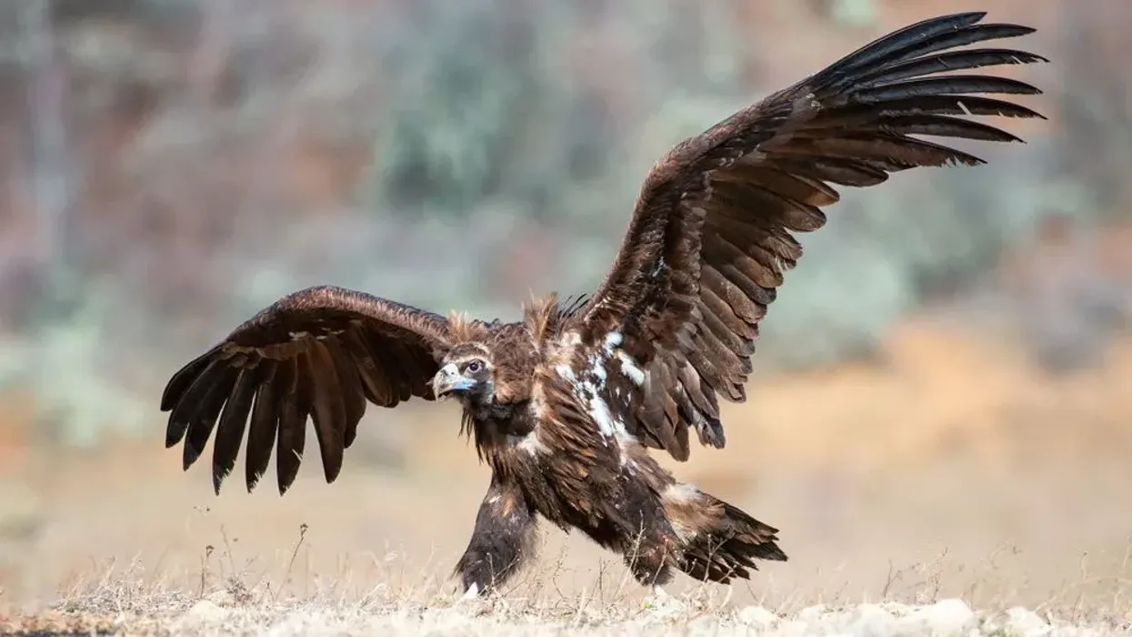 Read these cinereous vulture facts that can be enjoyed by kids and adults alike.