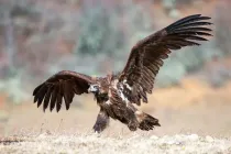 Read these cinereous vulture facts that can be enjoyed by kids and adults alike.