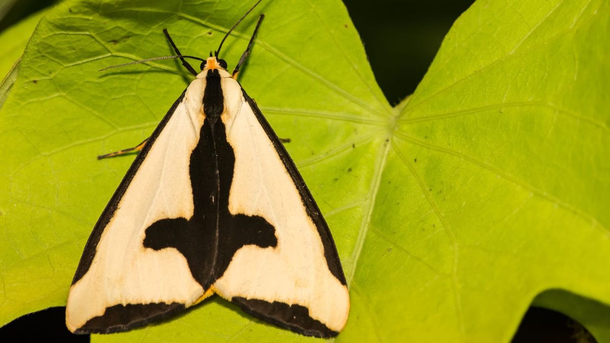 Read these Clymene moth facts about the moth with a cross identification mark on the inner margin of its closed forewings.