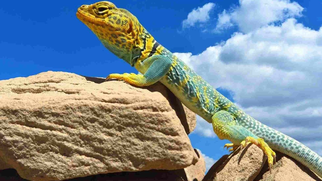 Read these collared lizard facts about these vibrant reptiles!