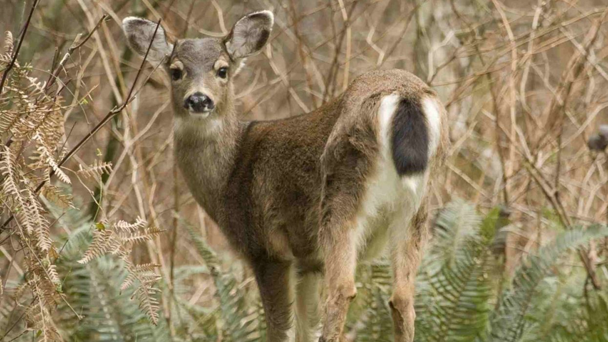 Read these Columbia black-tailed deer facts.