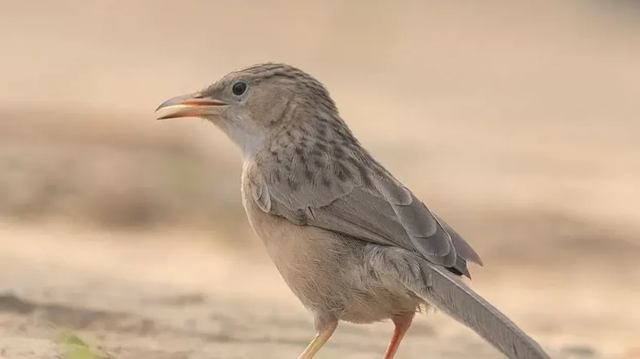 Read these common babbler facts to learn more about this bird.