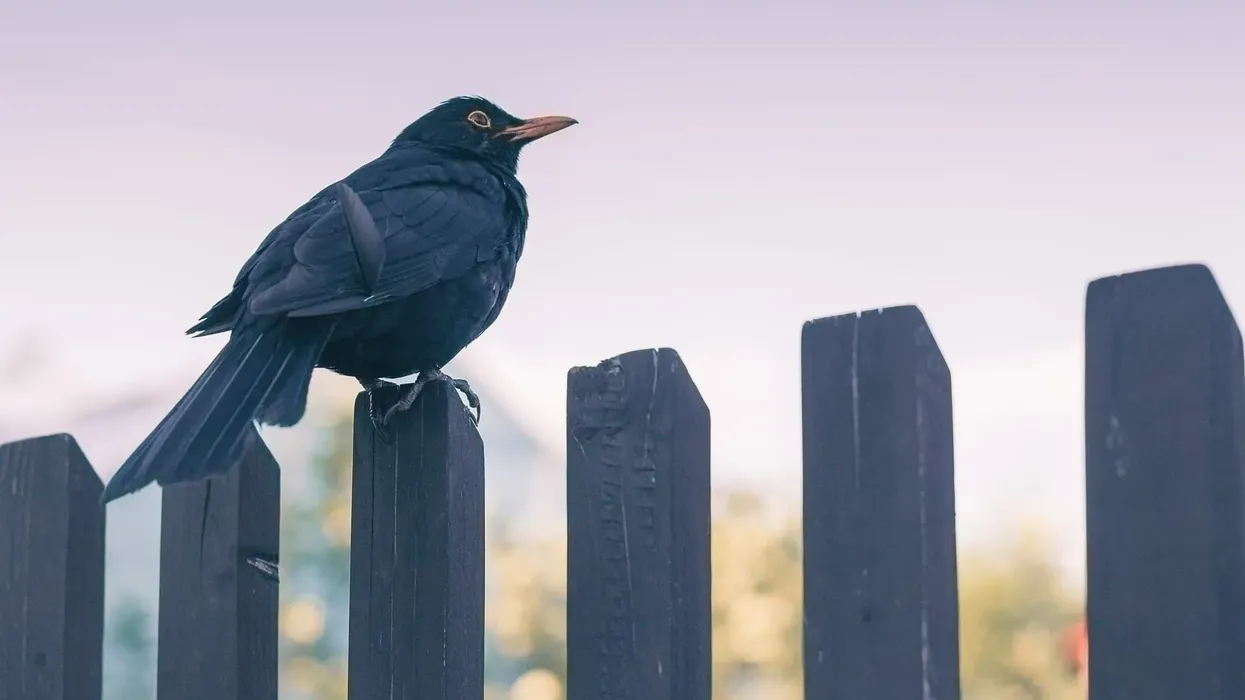 Read these common blackbird facts about these dark, energetic little birds.