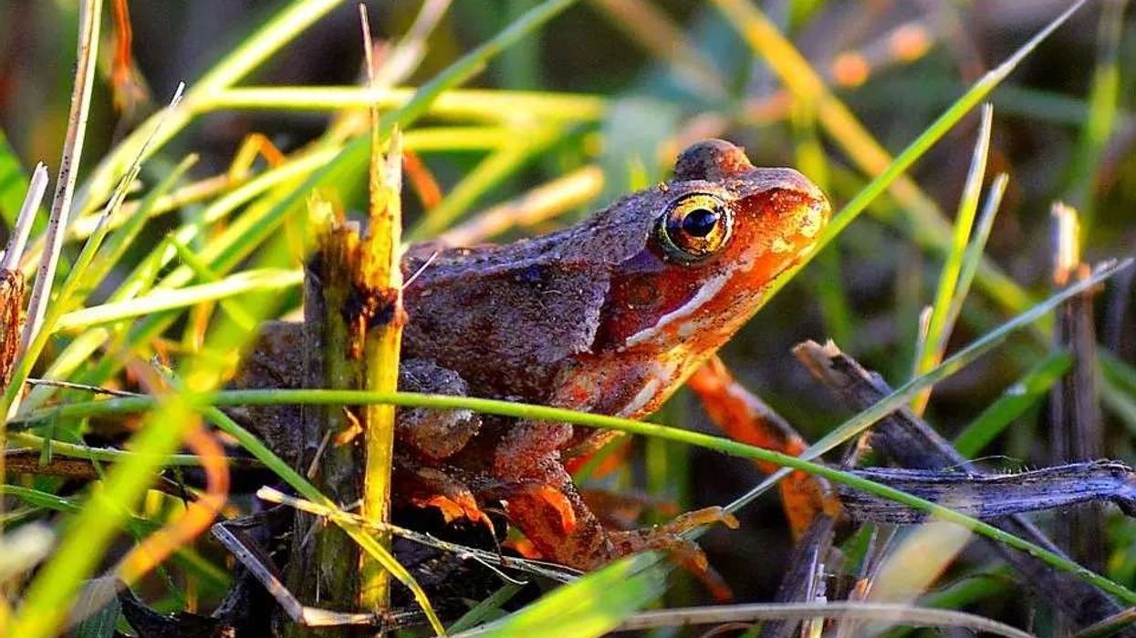 Read these common frog facts to know about these irregular dark creatures.