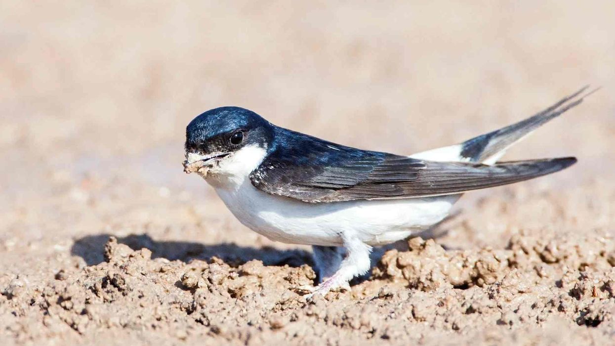 Read these common house martin and know more about this bird that makes the nests in the mud