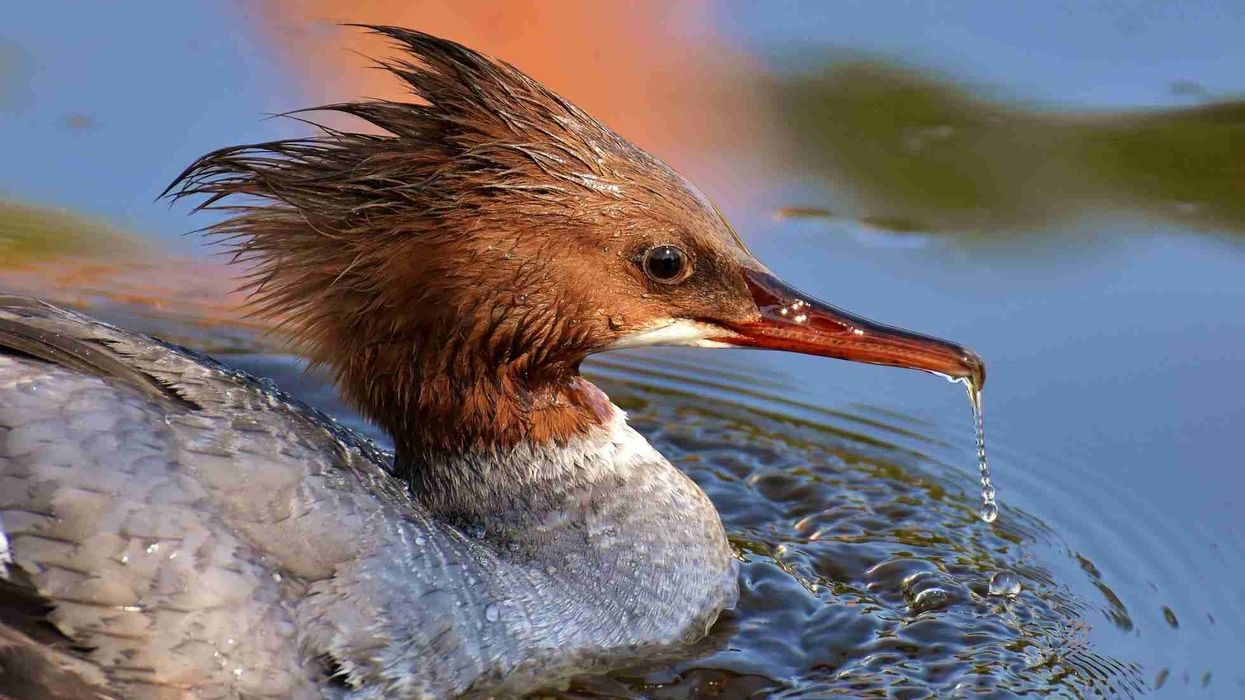 Read these common merganser facts that we have specially curated for you.
