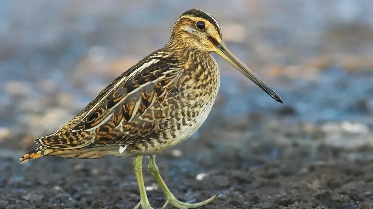Read these common snipe facts about this amazing bird!