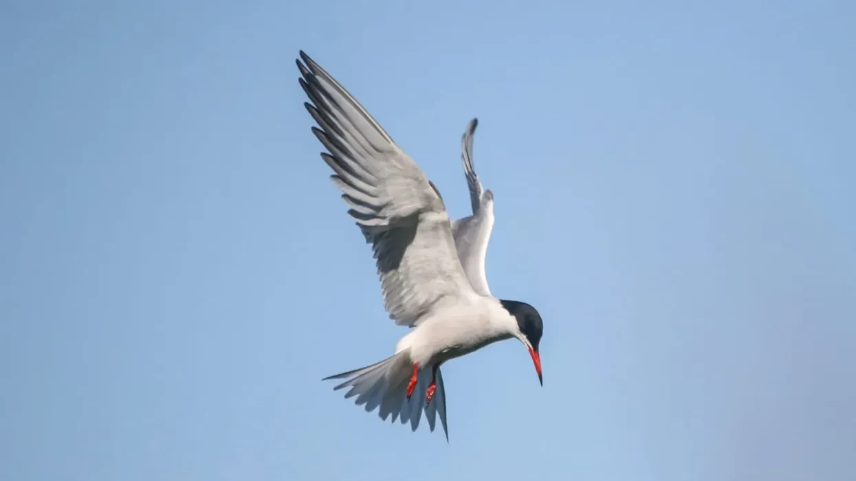 Read these Common Tern Facts about the migratory bird that spends its winter in the tropical and subtropical coastal areas.