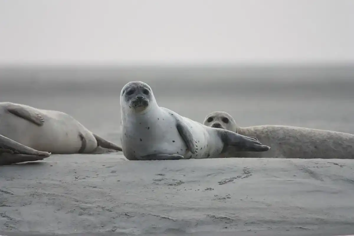 Read these cool seal facts for kids for more information on this mammal.