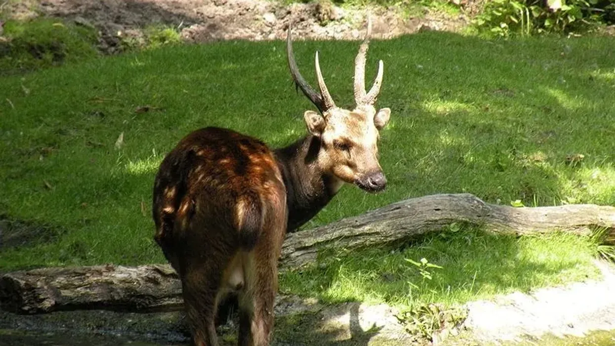 Read these cool Visayan spotted deer facts here at Kidadl.