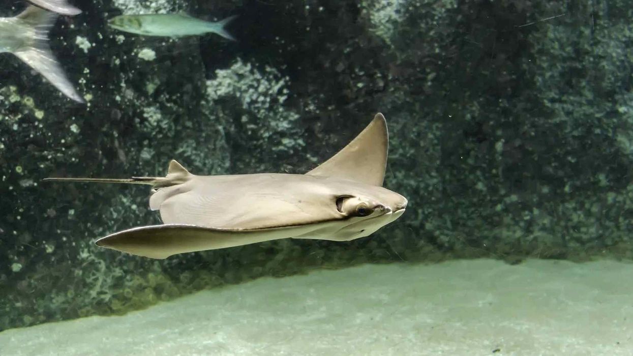 Read these Cownose Ray facts to learn more about the fish belonging to the species of eagle rays
