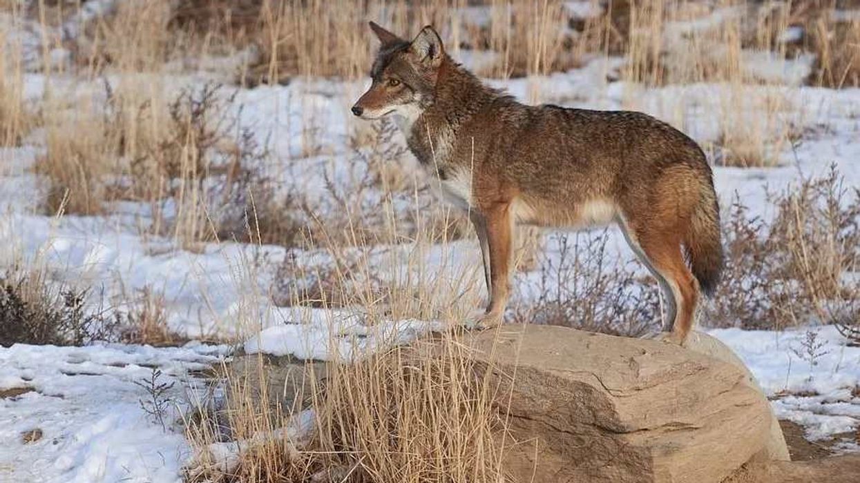 Read these coyote facts about this predator species.