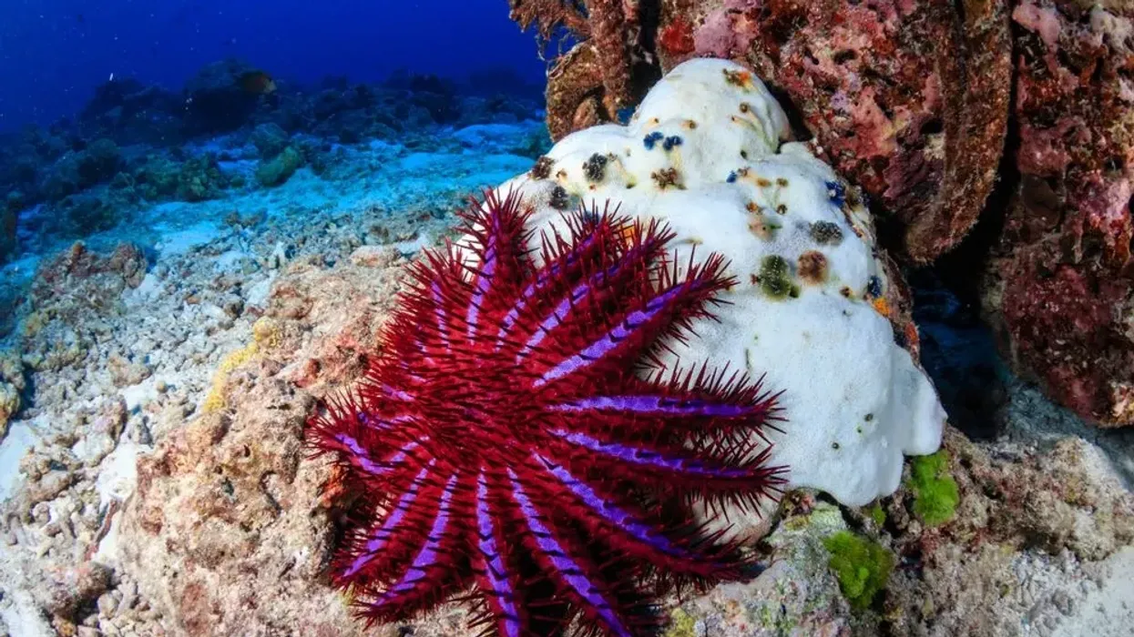 Read these crown-of-thorns starfish facts about the beautiful yet venomous creatures of the ocean.